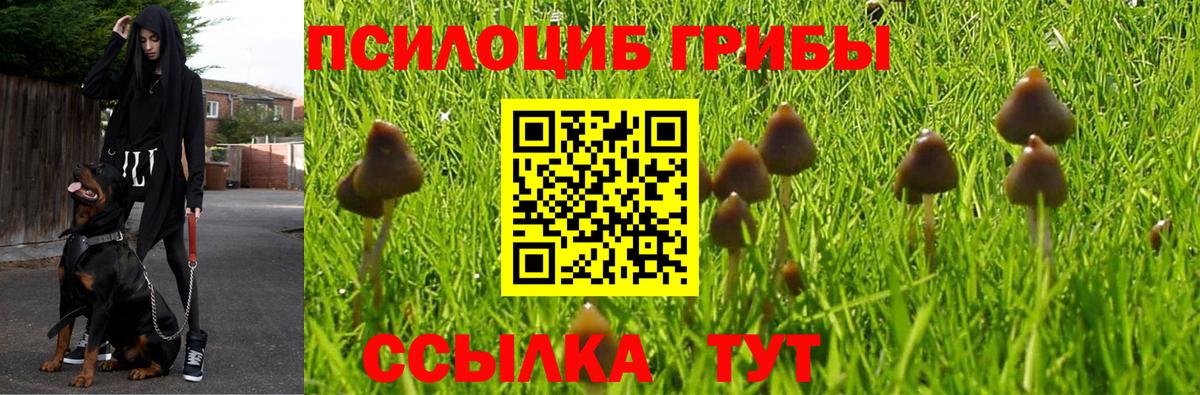 Псилоцибиновые грибы Cubensis Сергиев Посад